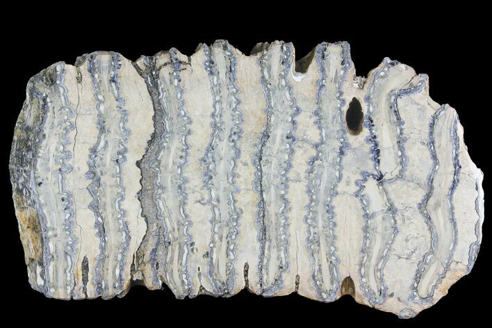 Polished Mammoth Molar Section - South Carolina #180487